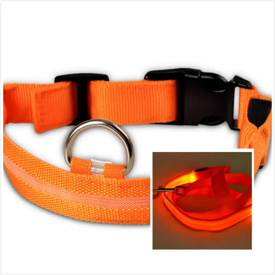 LED Dog Collar Night - Sher's Boutique